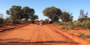 Beitragsbild des Blogbeitrags Wie fährt man sicher durch das australische Outback? 