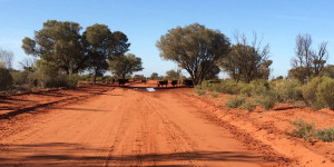 Beitragsbild des Blogbeitrags Wie fährt man sicher durch das australische Outback?