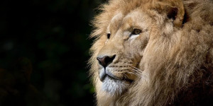 Beitragsbild des Blogbeitrags Die besten Safari-Parks in Afrika