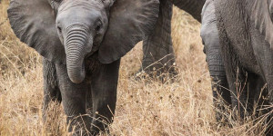 Beitragsbild des Blogbeitrags Safari in der Serengeti: Begegnungen mit der Wildnis 