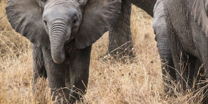 Beitragsbild des Blogbeitrags Safari in der Serengeti: Begegnungen mit der Wildnis