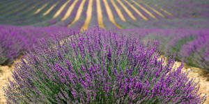 Beitragsbild des Blogbeitrags Provence Lavendelfelder: Ein Duftendes Erlebnis