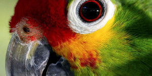 Beitragsbild des Blogbeitrags Entdecke den Amazonas: Das grüne Herz Südamerikas