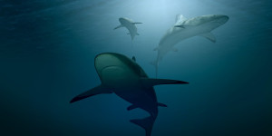 Beitragsbild des Blogbeitrags Акула: Auf Tuchfühlung mit Haien 
