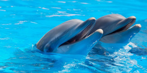 Beitragsbild des Blogbeitrags Mit Delfinen schwimmen: Ein unvergessliches Erlebnis 