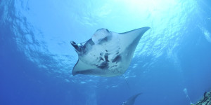 Beitragsbild des Blogbeitrags Mantas: Majestätische Meeresbewohner hautnah