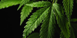 Beitragsbild des Blogbeitrags Gefahren des Freizeit-/medizinischen Cannabiskonsums 