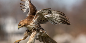 Beitragsbild des Blogbeitrags Vogelgrippevirus, das von Europa über Island nach Nordamerika eingeschleppt wurde