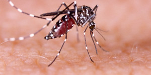 Beitragsbild des Blogbeitrags Eine Modellstudie deutet auf die Möglichkeit eines Ausbruchs des japanischen Enzephalitis-Virus in Australien hin
