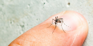 Beitragsbild des Blogbeitrags Warum locken manche Menschen Mücken mehr an als andere? 