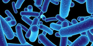 Beitragsbild des Blogbeitrags Deep-Learning-Software hilft dabei, winzige Bakterien in Mikroskopbildern zu identifizieren 