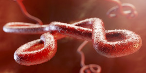 Beitragsbild des Blogbeitrags Uganda bestätigt sieben Ebola-Fälle und einen Todesfall