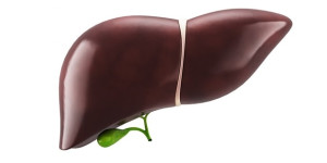 Beitragsbild des Blogbeitrags Der selektive Angriff auf iGPX4 könnte eine vielversprechende Therapiestrategie für stoffwechselbedingte Fettlebererkrankungen sein
