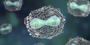 Beitragsbild des Blogbeitrags Wie moduliert das ISG15/ISGylierungssystem die Infektion mit dem Vaccinia-Virus?
