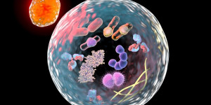 Beitragsbild des Blogbeitrags Das Coronavirus mit akutem Durchfallsyndrom bei Schweinen fördert die Replikation, indem es Autophagie auslöst