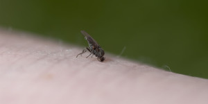 Beitragsbild des Blogbeitrags CDC: Leishmaniose könnte in Texas, Oklahoma, endemisch sein