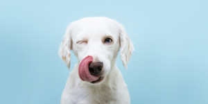 Beitragsbild des Blogbeitrags Es wurde gezeigt, dass Hunde Gerüche menschlicher Stresszustände erkennen können 