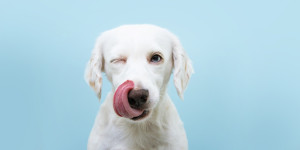 Beitragsbild des Blogbeitrags Es wurde gezeigt, dass Hunde Gerüche menschlicher Stresszustände erkennen können