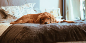 Beitragsbild des Blogbeitrags Reiserücktrittsversicherung › Zahlt sie, wenn dein Haustier krank ist? | Sophia 