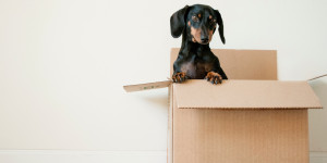 Beitragsbild des Blogbeitrags Haushaltsversicherung & Wohnungswechsel › Wie optimieren? | Sophia