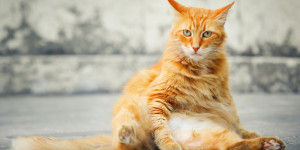 Beitragsbild des Blogbeitrags Katzenversicherung › Was leistet diese Tierversicherung?