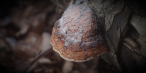 Beitragsbild des Blogbeitrags Verzweifelte Schönheit