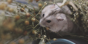 Beitragsbild des Blogbeitrags Wie mein kleiner Zoo entstand – Teil 1