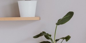 Beitragsbild des Blogbeitrags Pflanzenpflege 101