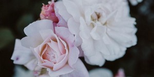 Beitragsbild des Blogbeitrags Inspire! Shades of Pretty