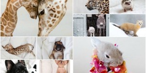 Beitragsbild des Blogbeitrags Inspire: Puppy Love