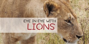 Beitragsbild des Blogbeitrags Eye in eye with lions at Ngorongoro Crater National Park