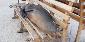 Beitragsbild des Blogbeitrags Galapagos – 15 tips to save a heap of money