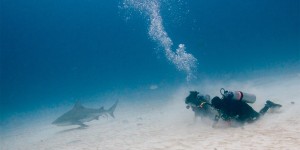Beitragsbild des Blogbeitrags My heart is beating fast | Diving with Bull Sharks in Playa del Carmen 