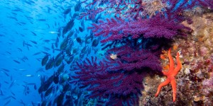 Beitragsbild des Blogbeitrags Scuba Diving in Murter – Welcome to the Paradise Kornati 