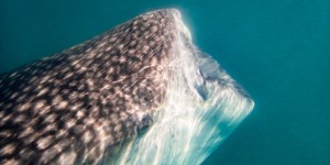 Beitragsbild des Blogbeitrags La Paz Day Trip: Whale Sharks & Street Art
