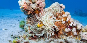 Beitragsbild des Blogbeitrags Scuba Diving in Eilat: A Paradise for Divers in the Red Sea 