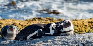 Beitragsbild des Blogbeitrags Where to find Penguins in South Africa