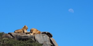 Beitragsbild des Blogbeitrags How much are 12 days in Kenya and Tanzania incl. Safaris?