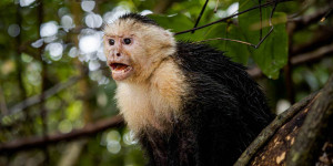 Beitragsbild des Blogbeitrags The Thieving Monkeys of Manuel Antonio 