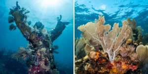 Beitragsbild des Blogbeitrags Scuba Diving in Key Largo: Worlds of Corals, Christ and Wrecks 