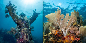 Beitragsbild des Blogbeitrags Scuba Diving in Key Largo: Worlds of Corals, Christ and Wrecks