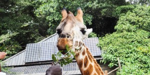Beitragsbild des Blogbeitrags Nairobi: Giraffes, Rafting, Tea & so much more 