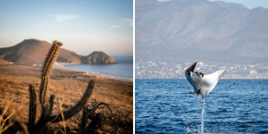 Beitragsbild des Blogbeitrags Baja California: The best experiences and my highlights (with map) 