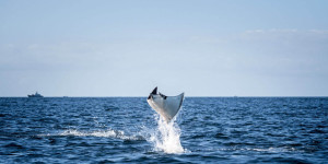 Beitragsbild des Blogbeitrags Mobulas: Heres what you should know about the devil rays in Baja California