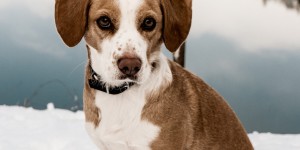 Beitragsbild des Blogbeitrags Einem Hund aus dem Tierheim ein Zuhause geben 