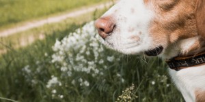 Beitragsbild des Blogbeitrags Leibnitzer Wanderroute #2
