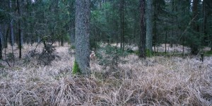 Beitragsbild des Blogbeitrags Familie, Waldluft und Wildschweine 