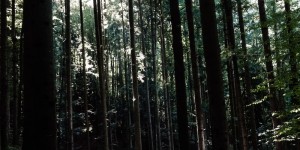 Beitragsbild des Blogbeitrags Die heilende Kraft von Mutter Natur