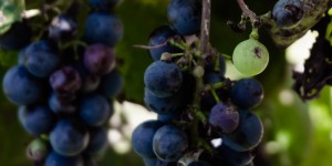Beitragsbild des Blogbeitrags Saisonales Gemüse und Obst im Oktober