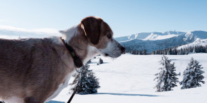 Beitragsbild des Blogbeitrags Wandern von der Göslerhütte zur Grünangerhütte